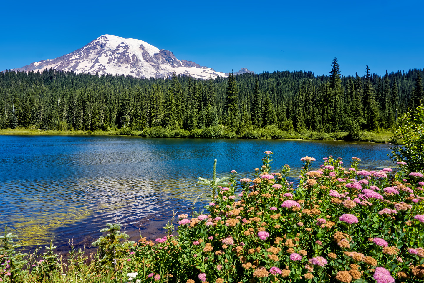 Uniqueness of Mt. Rainier National Park - 4K Documentary Film (with  Narration) 